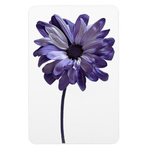 Daisy Flower Photo Magnet
