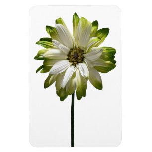 Daisy Flower Photo Magnet