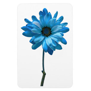 Daisy Flower Photo Magnet