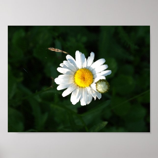 Daisy Flower Photo Poster (Front)