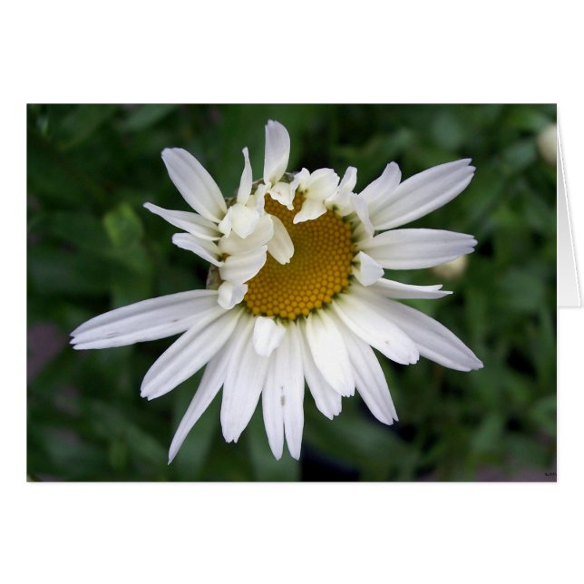 Daisy Flower PHotography Cards (Front Horizontal)