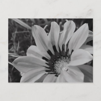 Daisy Flower Postcard