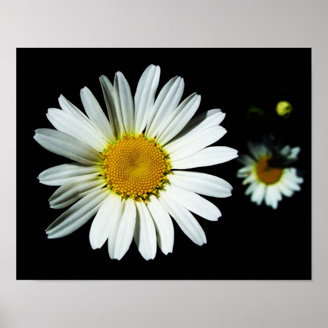 Daisy Flower Poster (Front)
