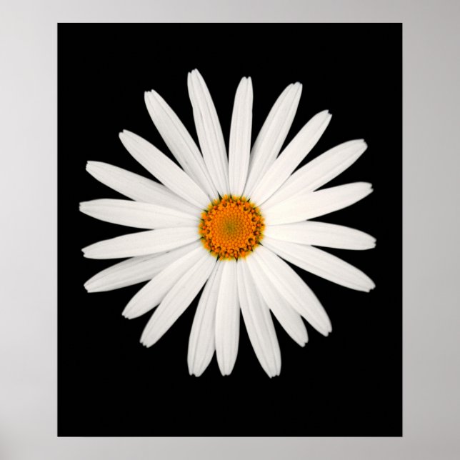 Daisy flower poster (Front)
