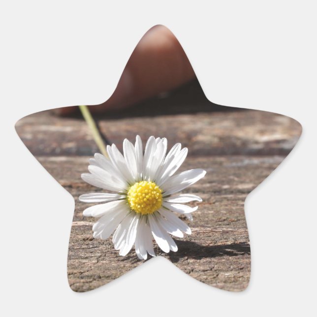 Daisy Flower Star Sticker (Front)