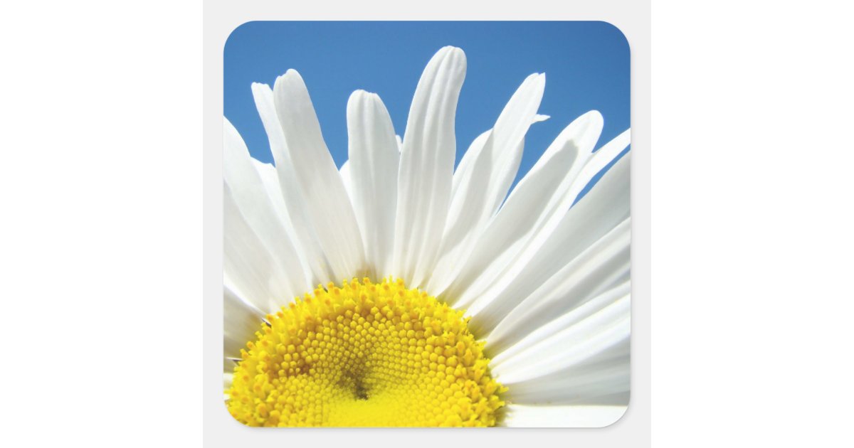 Daisy Flower Stickers custom Add Your Text | Zazzle