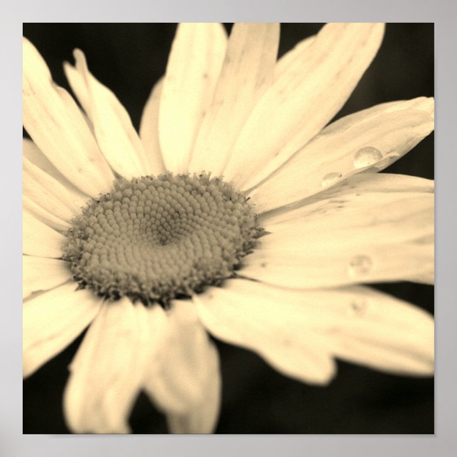 Daisy Flower With Raindrops Sepia Poster (Front)