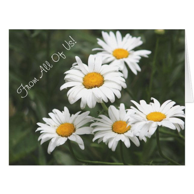 Daisy Flowered Designer Cards (Front Horizontal)
