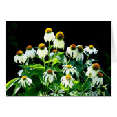 Daisy flowers (Front Horizontal)