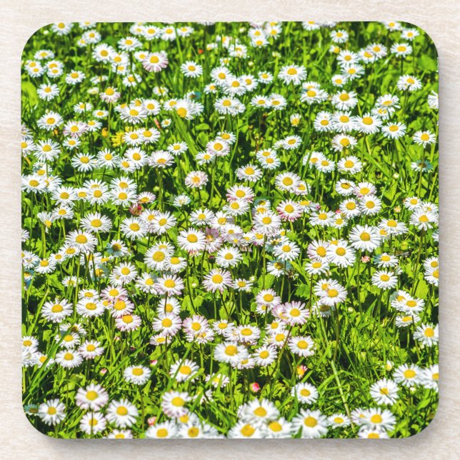 Daisy flowers beverage coaster (Front)