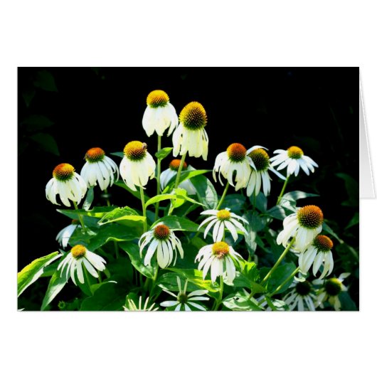 Daisy flowers cards (Front Horizontal)