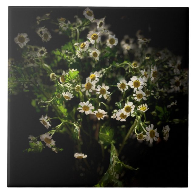 Daisy,  Flowers Ceramic Tile (Front)