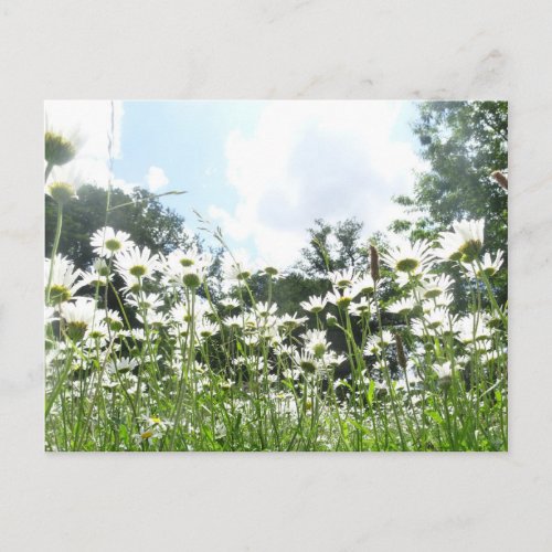 Daisy Flowers DIY Postcard