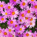 DAISY FLOWERS DRINK PITCHER<br><div class="desc">A watercolor of pretty pink daisies.</div>
