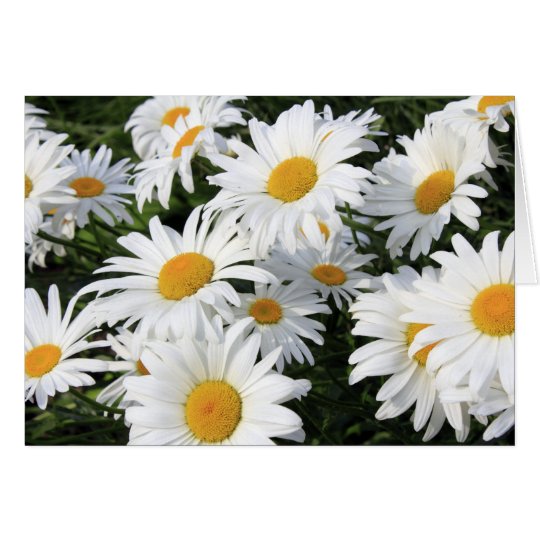 Daisy Flowers Growing White Card