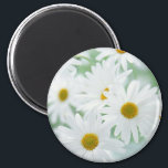 Daisy flowers magnet<br><div class="desc">White daisies in a soft light.</div>