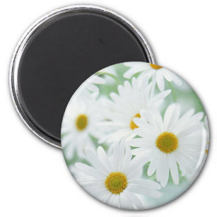 Daisy flowers magnet