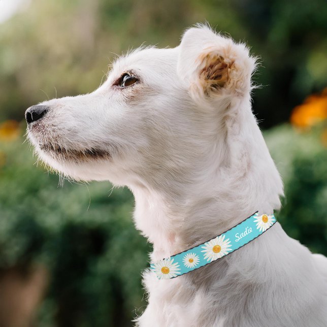Daisy Flowers On Blue And Custom Dog's Name Pet Collar (Please note: This image is a digital mockup. The product may not be in scale.)