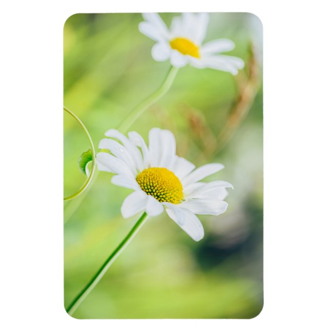 Daisy flowers on the meadow magnet (Vertical)