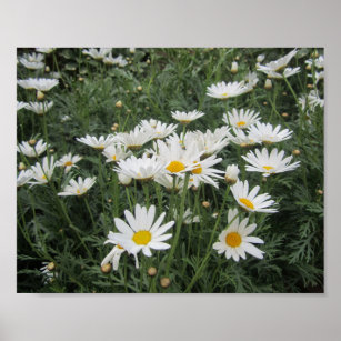 Daisy Flowers Poster