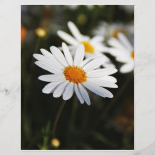 Daisy Flyer