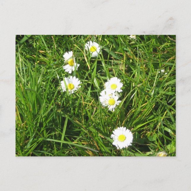 Daisy fresh postcard (Front)