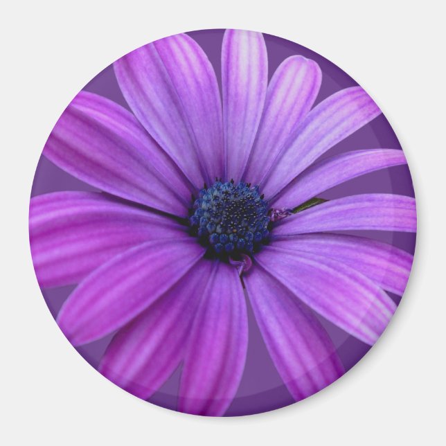 Daisy Fridge Magnet Blue Flower Daisy Gifts (Front)