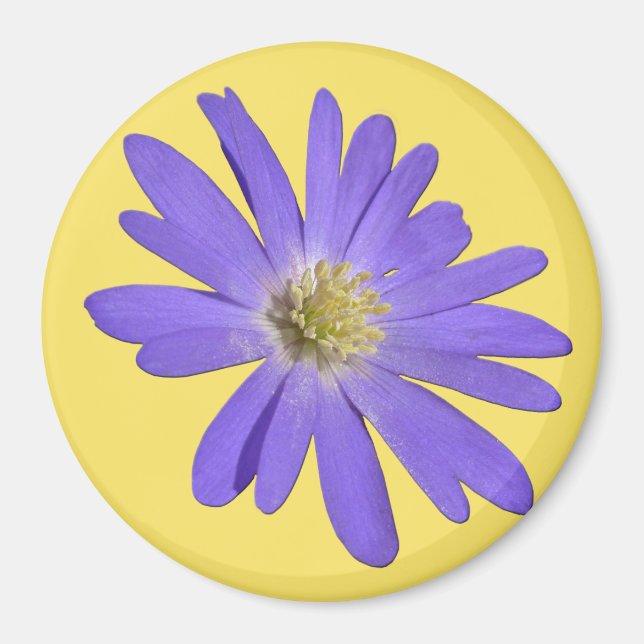 Daisy Fridge Magnet Blue Flower Daisy Gifts (Front)