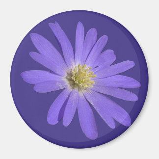 Daisy Fridge Magnet Blue Flower Daisy Gifts