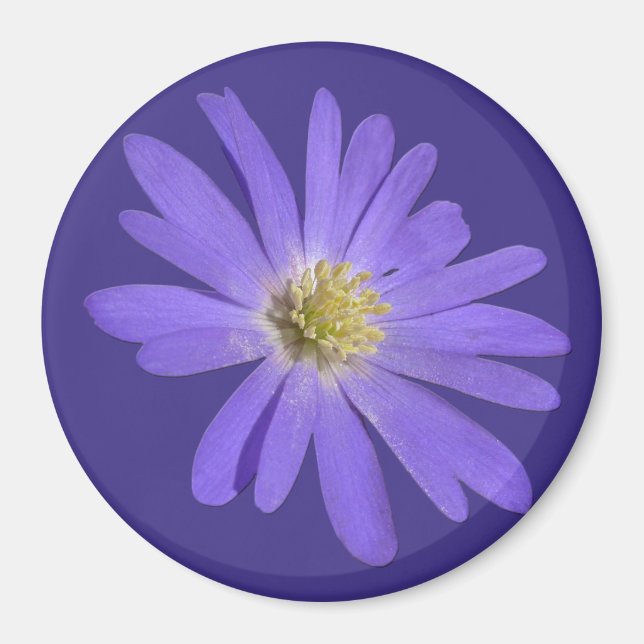 Daisy Fridge Magnet Blue Flower Daisy Gifts (Front)