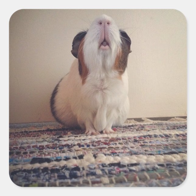 daisy guinea pig stickers (Front)