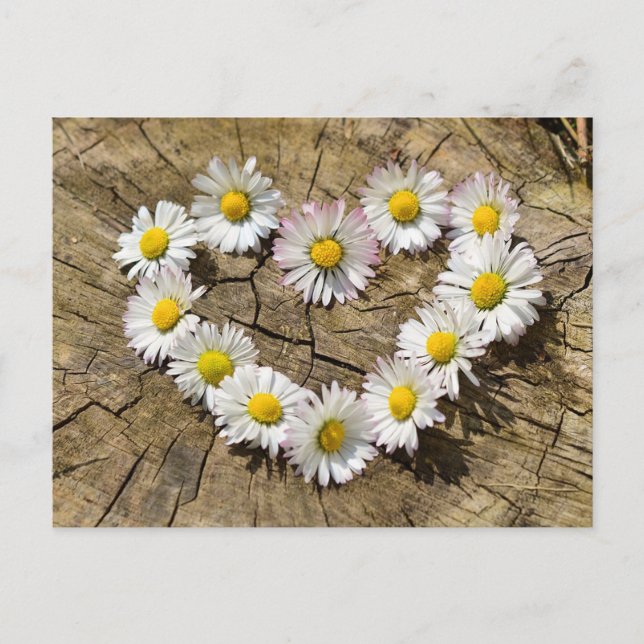 Daisy Heart Postcard (Front)
