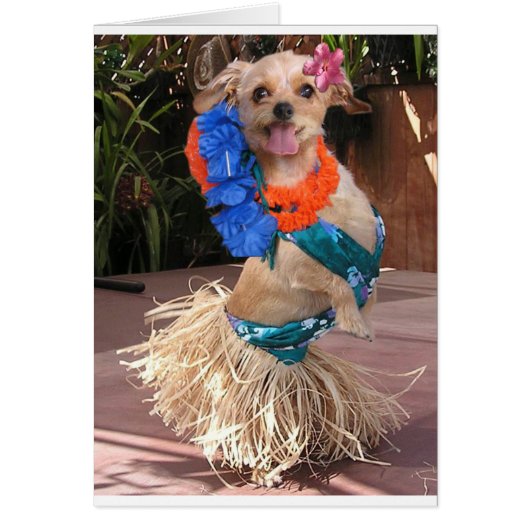 Daisy II - Hula Daisy Cards (Front)