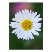 Daisy in the Garden (Front)