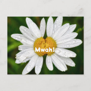 Daisy Kisses Birthday Valentine Love Greeting Postcard
