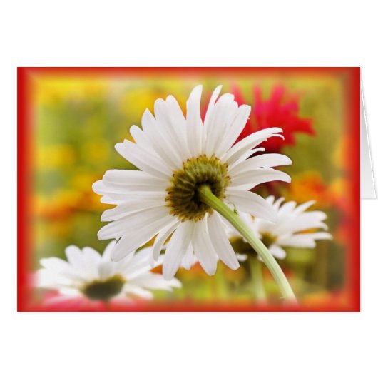Daisy Light Cards (Front Horizontal)