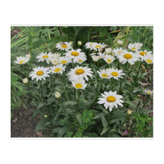 Daisy Love Acrylic Print