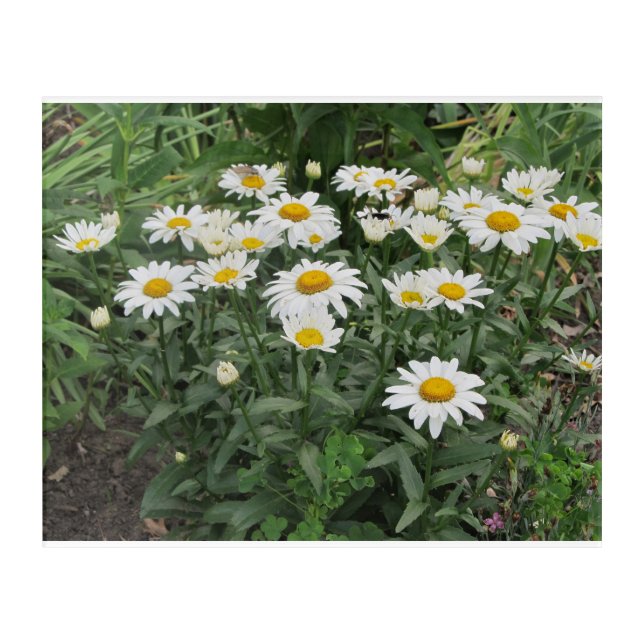 Daisy Love Acrylic Print (Front)