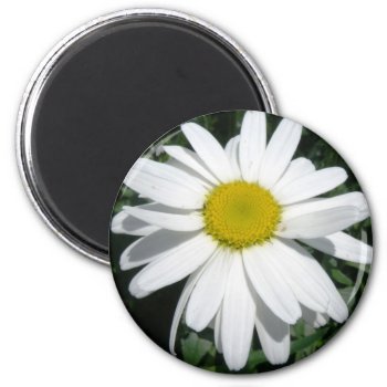 Daisy Magnet by FloralZoom at Zazzle