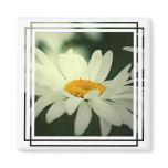 Daisy Magnet