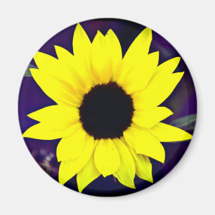 Daisy Magnet