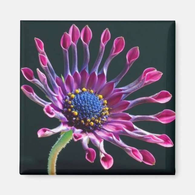 Daisy Magnet (Front)