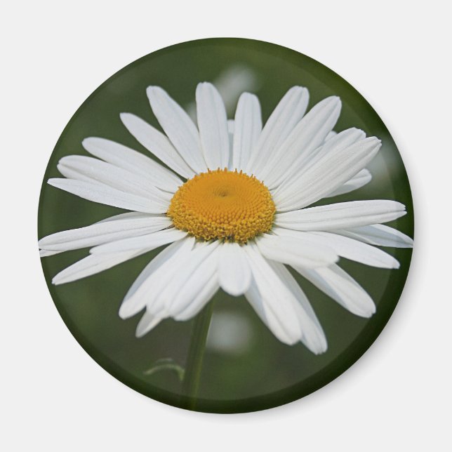 Daisy Magnet (Front)