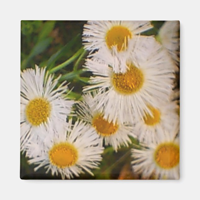 Daisy Magnet (Front)