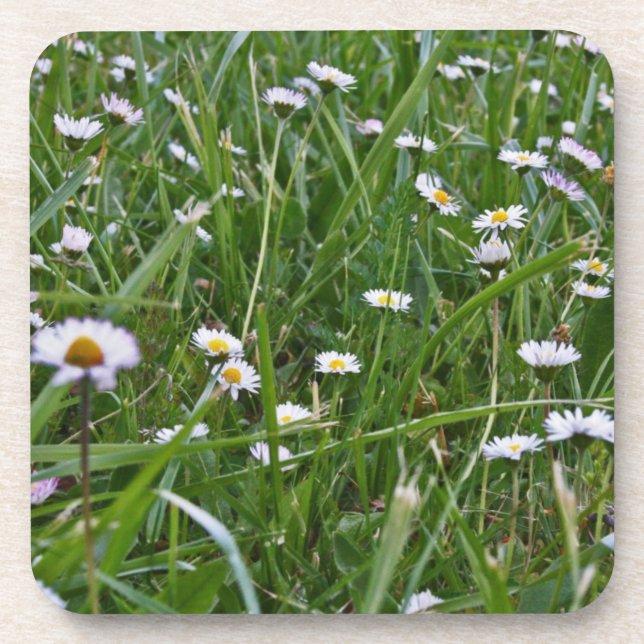 Daisy Meadow Beverage Coaster (Front)