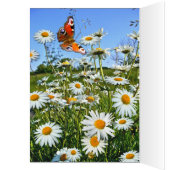 DAISY MEADOW ~ Card (Inside (Left))