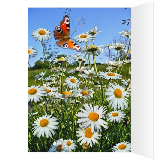 DAISY MEADOW ~ Card (Inside (Left))