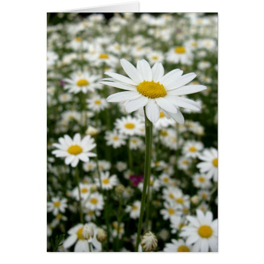 Daisy Meadow Cards (Front)