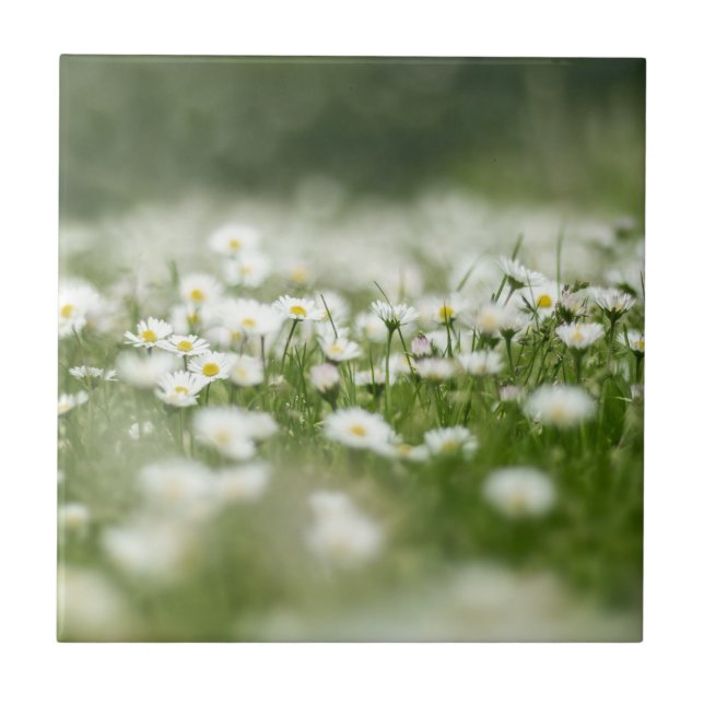 Daisy Meadow Ceramic Tile (Front)