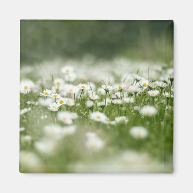 Daisy Meadow Magnet (Front)